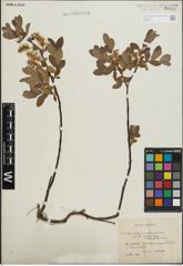 Foto von Salix lapponum L. x Salix myrtilloides L.